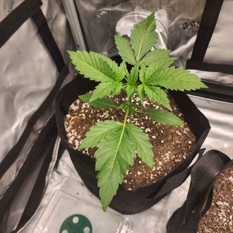 Lefty growlog timeline photo