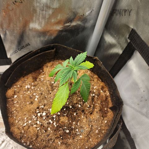 Ricky growlog timeline photo