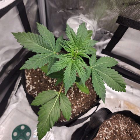 Lefty growlog timeline photo