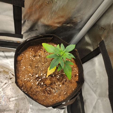 Ricky growlog timeline photo