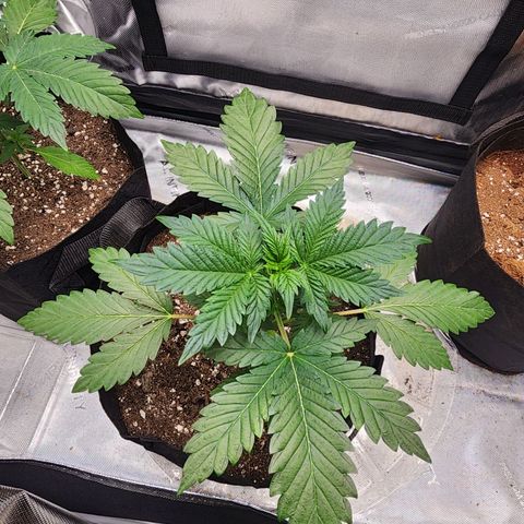 Mike growlog timeline photo