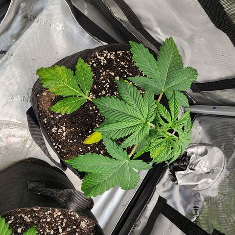 Lefty growlog timeline photo