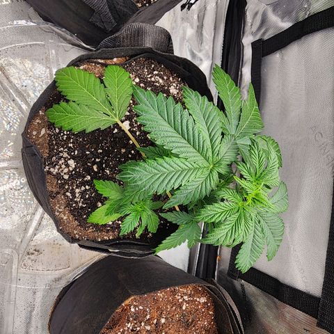 Mike growlog timeline photo