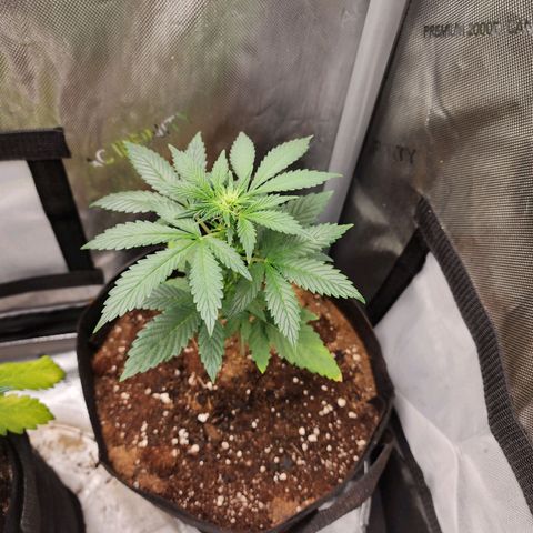 Ricky growlog timeline photo