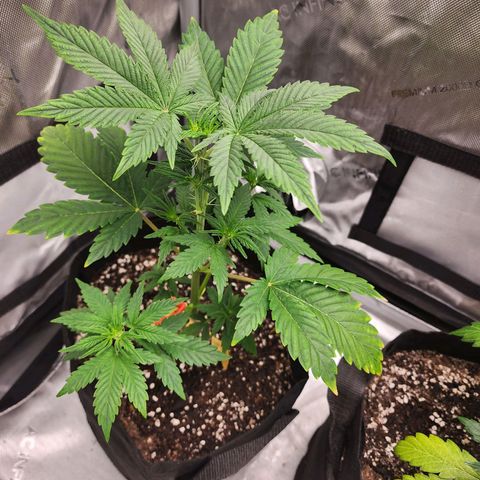 Lefty growlog timeline photo