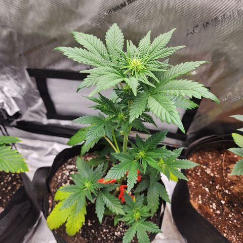 Mike growlog timeline photo