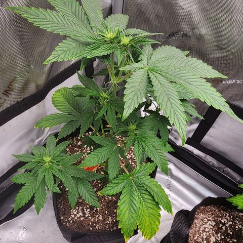 Lefty growlog timeline photo