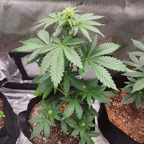Mike growlog timeline photo