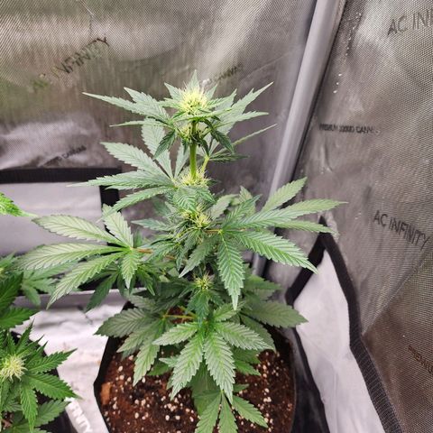 Ricky growlog timeline photo