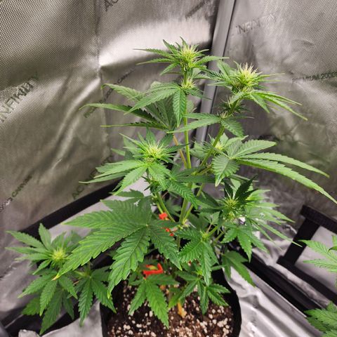 Lefty growlog timeline photo