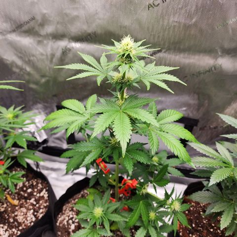 Mike growlog timeline photo