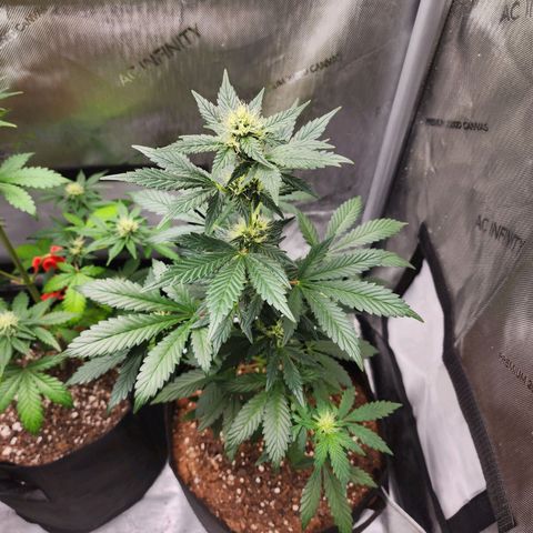 Ricky growlog timeline photo