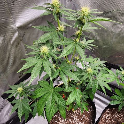 Lefty growlog timeline photo