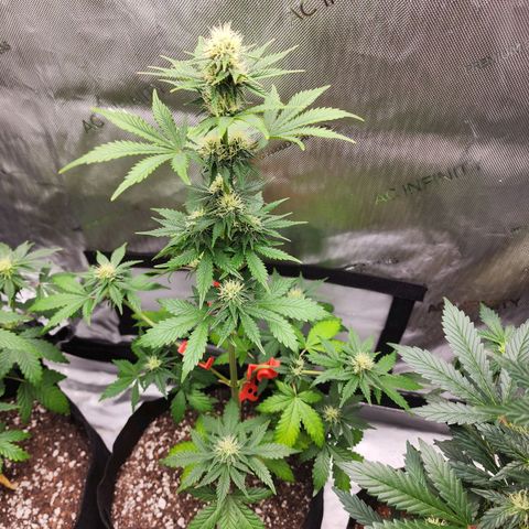 Mike growlog timeline photo