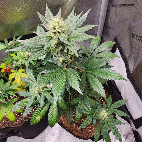 Ricky growlog timeline photo
