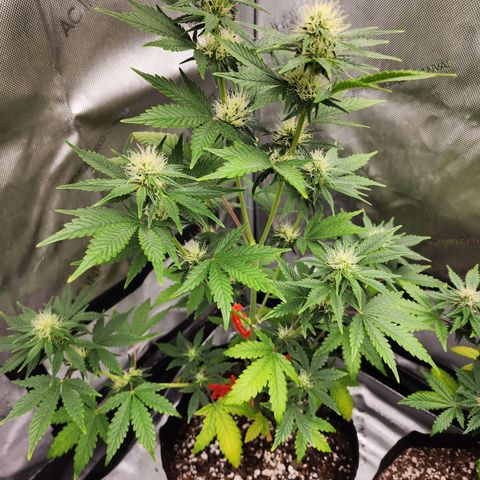 Lefty growlog timeline photo