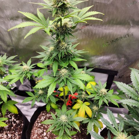 Mike growlog timeline photo