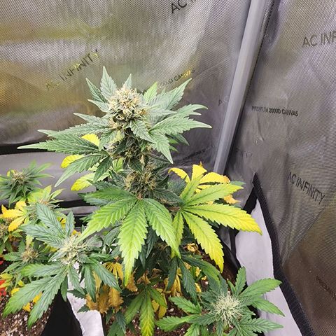 Ricky growlog timeline photo