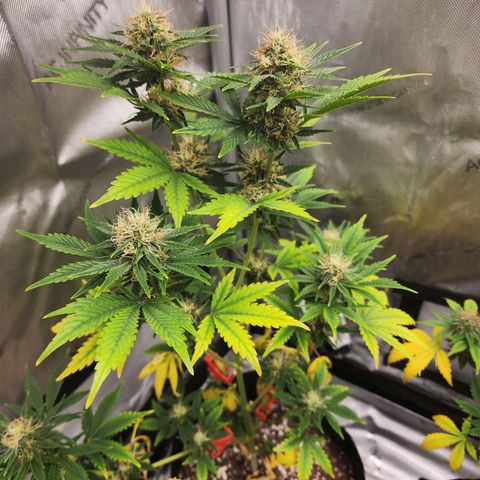 Lefty growlog timeline photo
