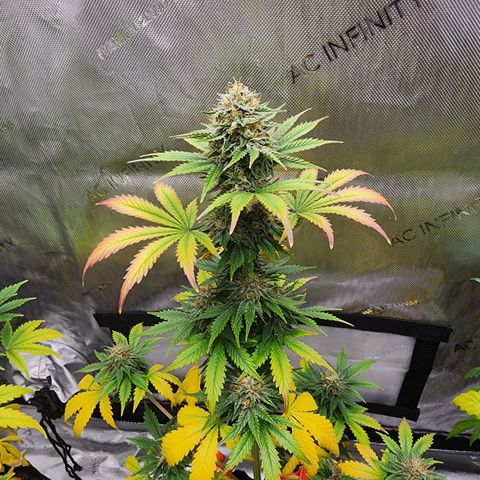Mike growlog timeline photo