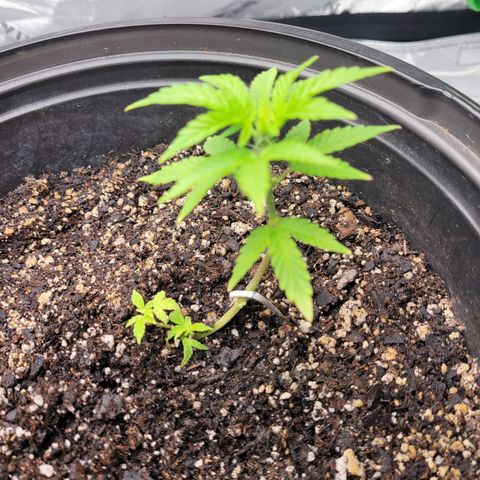 Wedding Cake x Bubba BX growlog timeline photo