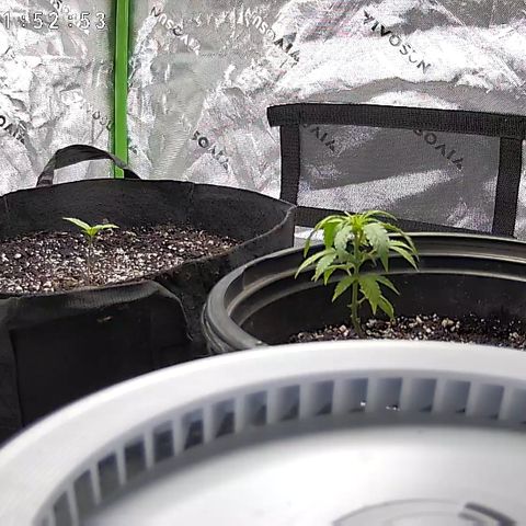 Wedding Cake x Bubba BX growlog timeline photo