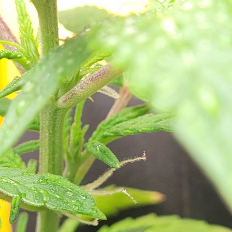 Wedding Cake x Bubba BX growlog timeline photo