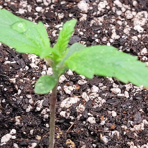 Wedding Cake x Bubba BX growlog timeline photo