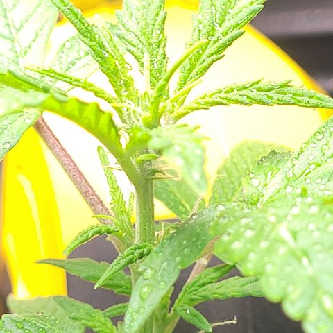 Wedding Cake x Bubba BX growlog timeline photo