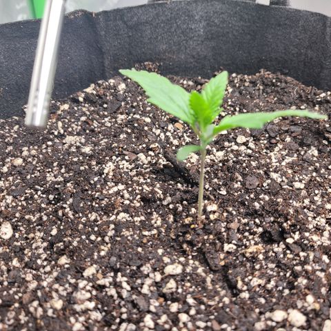 Wedding Cake x Bubba BX growlog timeline photo