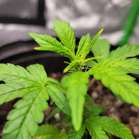 Wedding Cake x Bubba BX growlog timeline photo