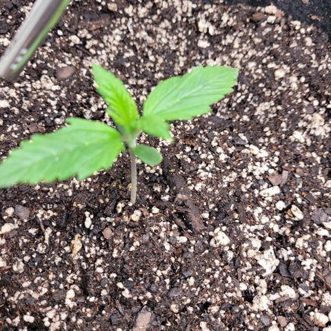 Wedding Cake x Bubba BX growlog timeline photo