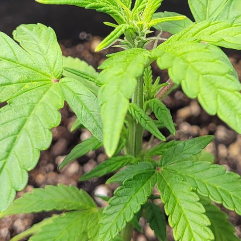 Wedding Cake x Bubba BX growlog timeline photo
