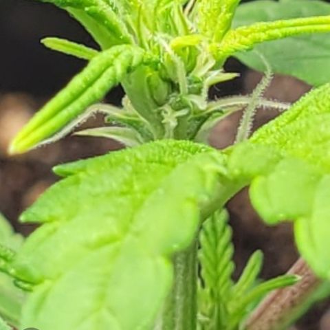 Wedding Cake x Bubba BX growlog timeline photo