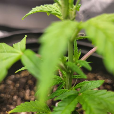 Wedding Cake x Bubba BX growlog timeline photo