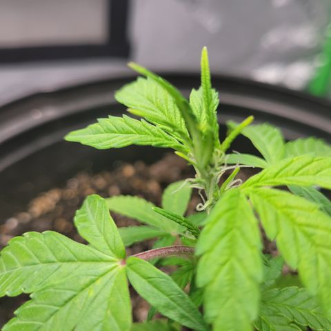 Wedding Cake x Bubba BX growlog timeline photo