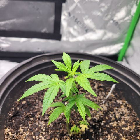 Wedding Cake x Bubba BX growlog timeline photo