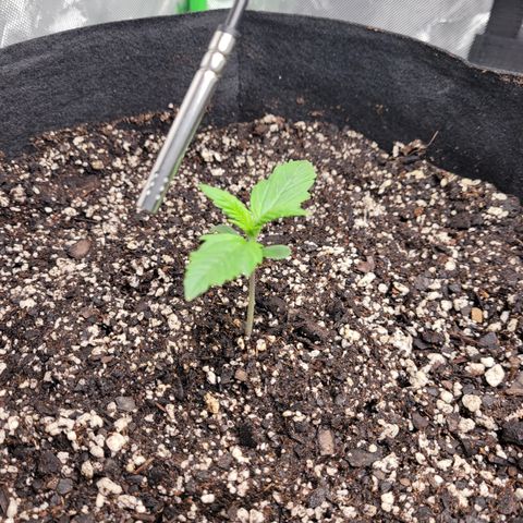 Wedding Cake x Bubba BX growlog timeline photo