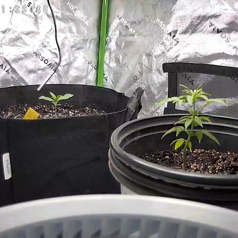 Wedding Cake x Bubba BX growlog timeline photo