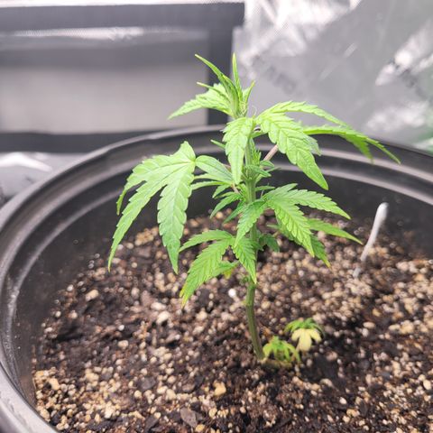 Wedding Cake x Bubba BX growlog timeline photo