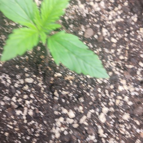 Wedding Cake x Bubba BX growlog photo: Updated pictures. Today is watering day for Moonberry Kushrocks and Wedding Cake is still retaining water so I'll skip water for her. 

