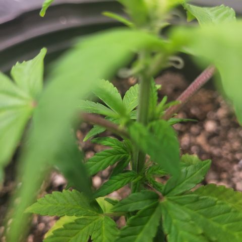 Wedding Cake x Bubba BX growlog photo: Updated pictures. Today is watering day for Moonberry Kushrocks and Wedding Cake is still retaining water so I'll skip water for her. 
