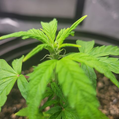 Wedding Cake x Bubba BX growlog photo: Updated pictures. Today is watering day for Moonberry Kushrocks and Wedding Cake is still retaining water so I'll skip water for her. 
