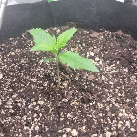 Wedding Cake x Bubba BX growlog photo: Updated pictures. Today is watering day for Moonberry Kushrocks and Wedding Cake is still retaining water so I'll skip water for her. 
