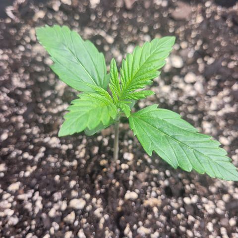 Wedding Cake x Bubba BX growlog photo: Updated pictures. Today is watering day for Moonberry Kushrocks and Wedding Cake is still retaining water so I'll skip water for her. 

