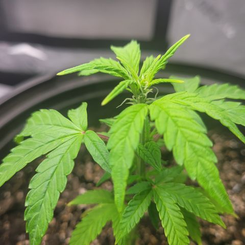 Wedding Cake x Bubba BX growlog photo: Updated pictures. Today is watering day for Moonberry Kushrocks and Wedding Cake is still retaining water so I'll skip water for her. 
