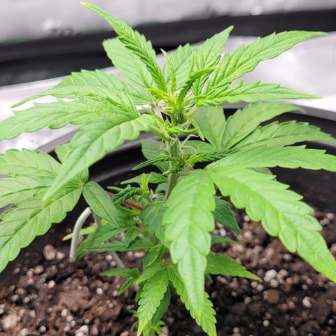 Wedding Cake x Bubba BX growlog photo: Just a picture of the plants. Doing well. 