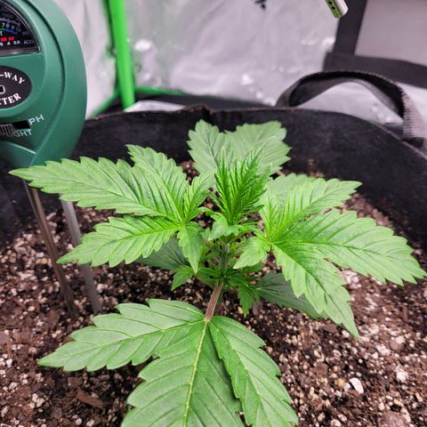 Wedding Cake x Bubba BX growlog photo: Just a picture of the plants. Doing well. 