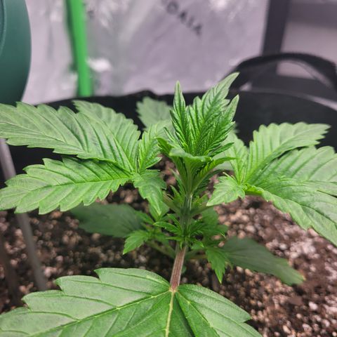 Wedding Cake x Bubba BX growlog photo: Just a picture of the plants. Doing well. 