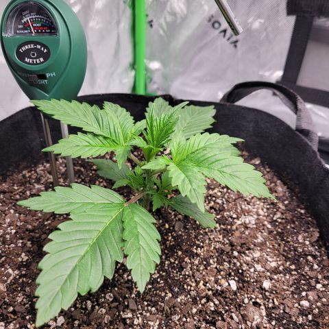 Wedding Cake x Bubba BX growlog photo: Just a picture of the plants. Doing well. 